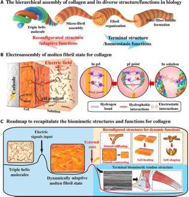 Collagen für den Einsatz in Biomedizinischen Implantaten und Gewebereparatur?